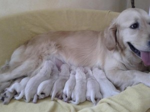 394619_453205714704188_1673037917_n