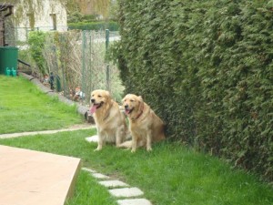 533171_113191915481842_799965135_n