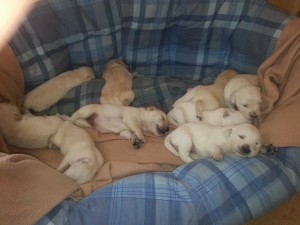 FB_IMG_13984254577771177