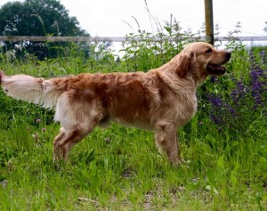 997014_1108653909151311_8554235342546894911_n